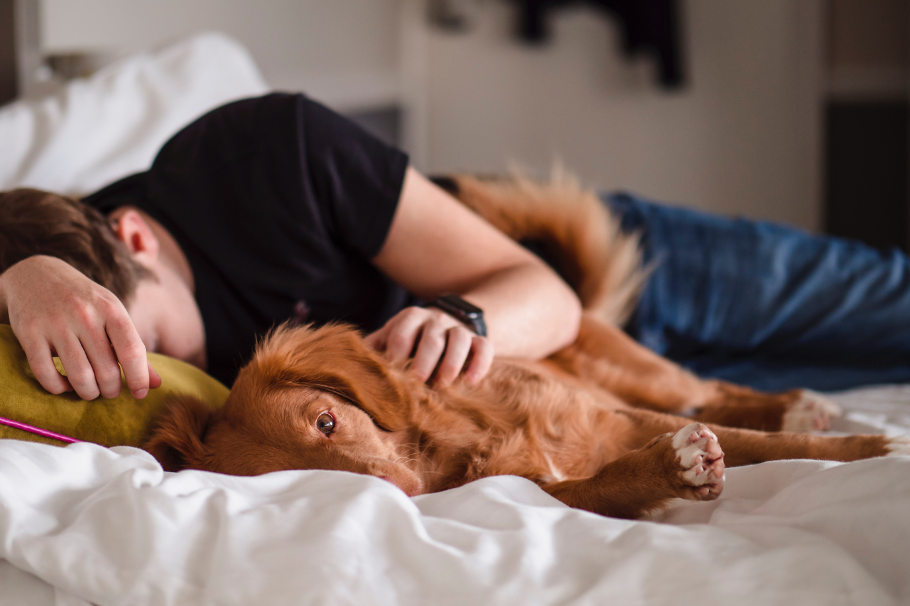 ¿Cómo eligen los perros con quien dormir?
