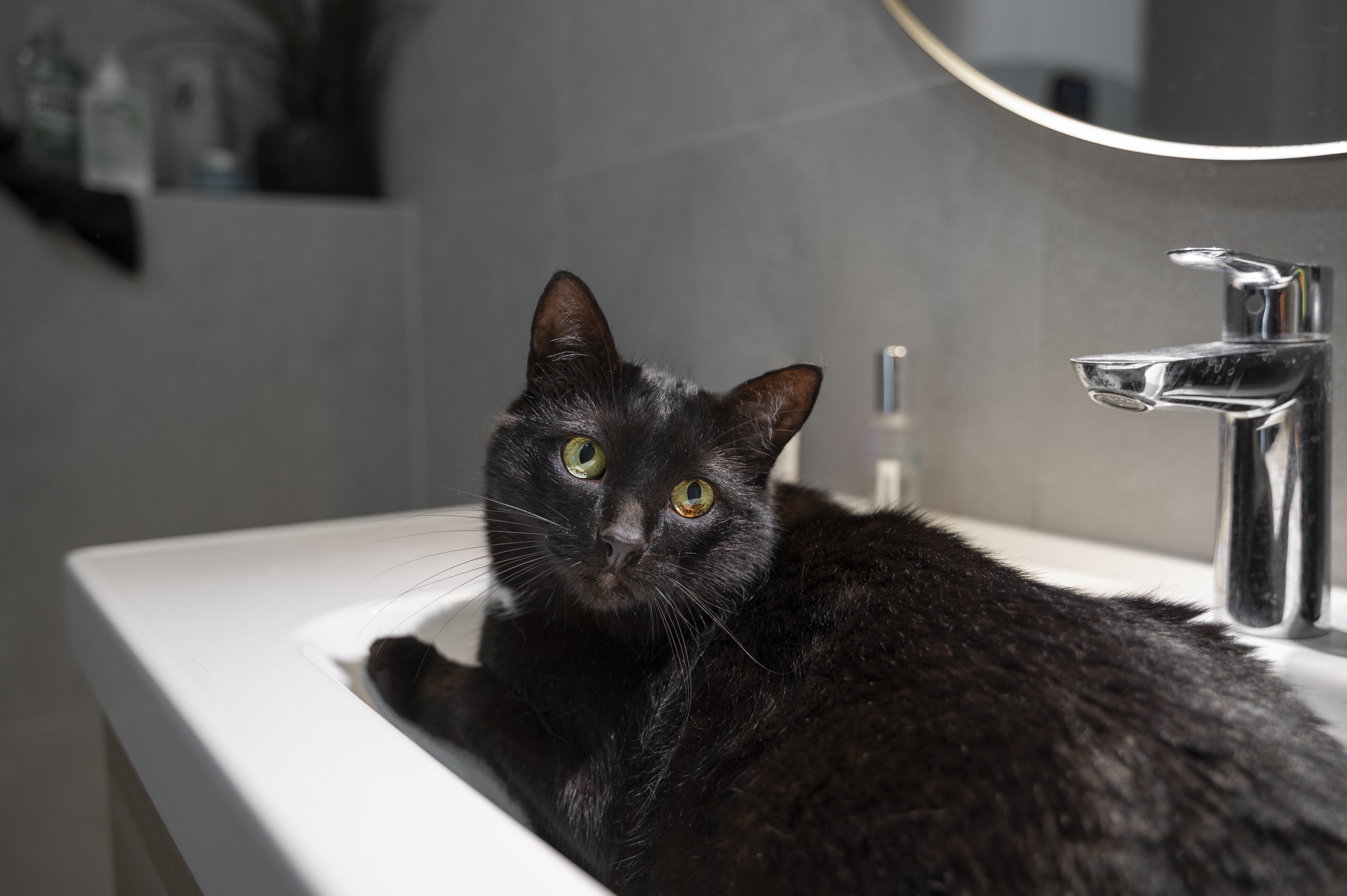 ¿Qué sienten los gatos cuando los bañan?