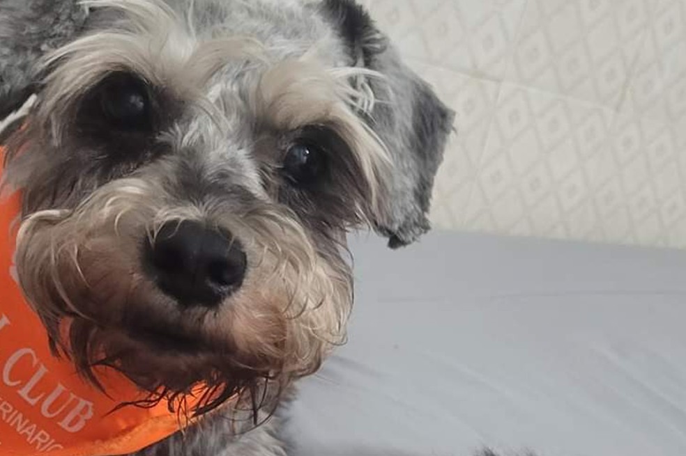 Este es Morocho, el perrito que se perdió el pasado 19 de diciembre en Bogotá. ¿Sabe algo de él?