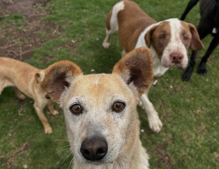 “Nos duele mucho”: roban alcancía de donaciones a fundación que ayuda a perros en Bogotá