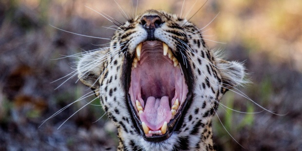 Safaris virtuales, una ventana a África en tiempos de confinamiento.EFE/Canal WildEarthDesde Sudáfrica, un país especialmente favorable para realizar proyectos como estos porque, a la condición de potencia del turismo de naturaleza se le suma la ventaja de ser la nación más desarrollada del continente, hay también emisiones en directo en los canales Kruger Sightings y andBeyond (también vía Youtube).