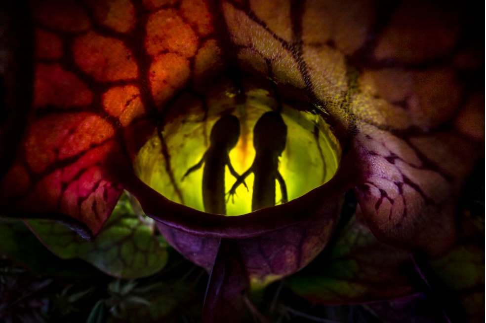 Imagen de dos salamandras consumidas por una planta lanzadora septentrional en el parque de Algonquin, Canadá.