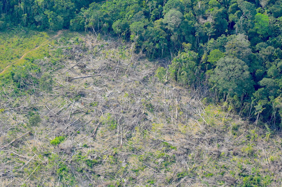 Resultados de medidas de Lula en Brasil para detener deforestación podrían tardar