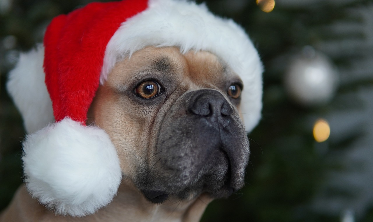 ¿Es malo regalar perros o gatos en Navidad?