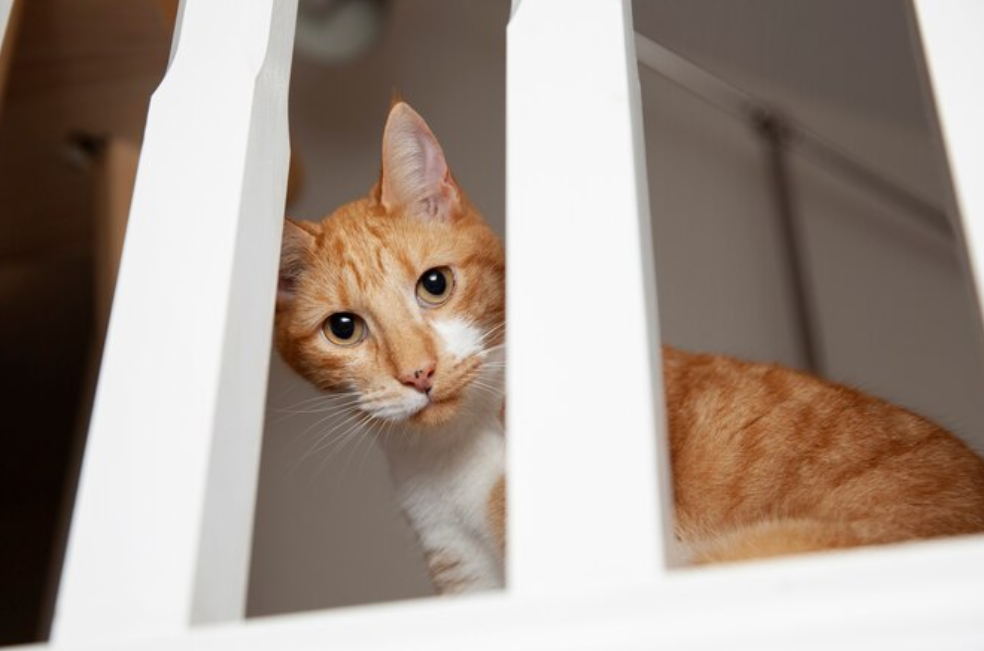 ¿Cuánto tiempo tiene que pasar para que su gato se olvide de usted?