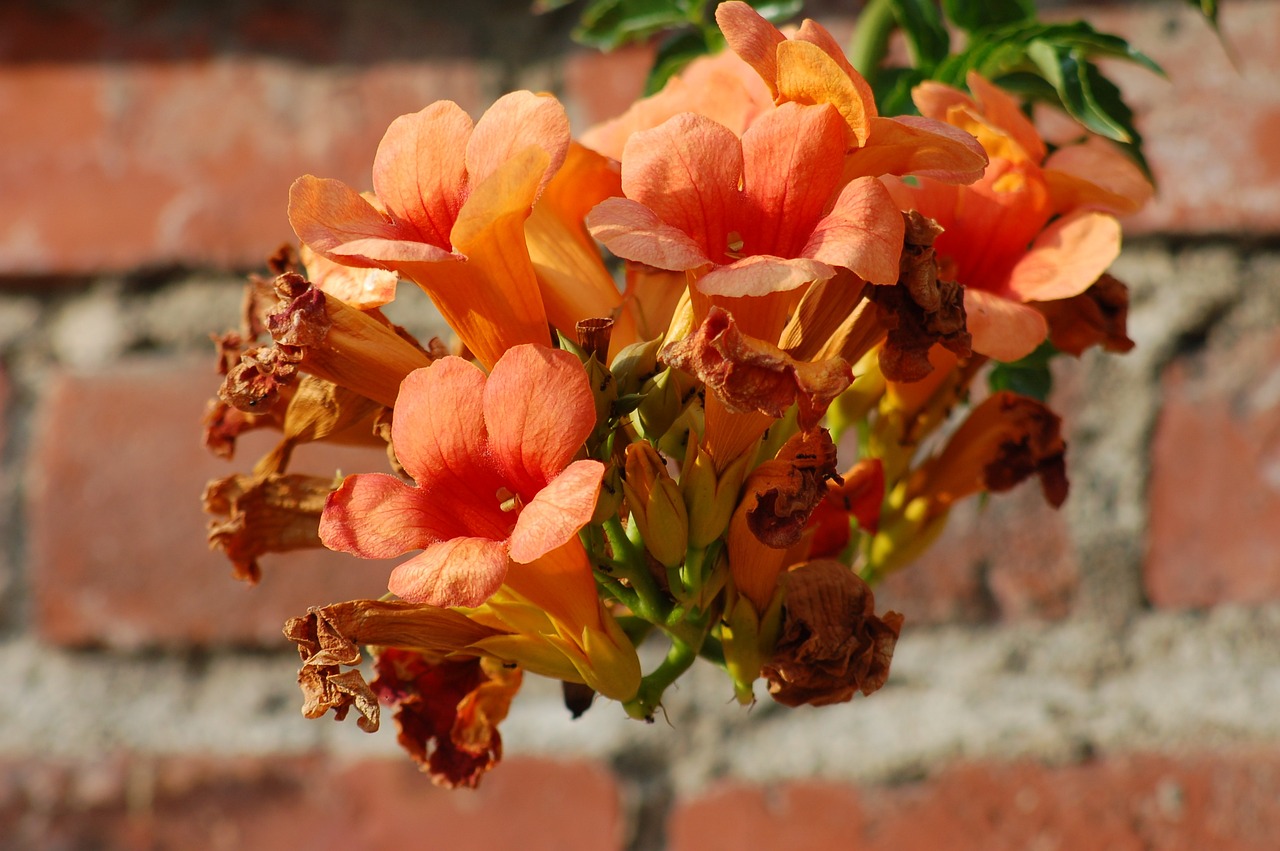 Bignonia: la planta de flor llamativa que debe cultivar en exteriores