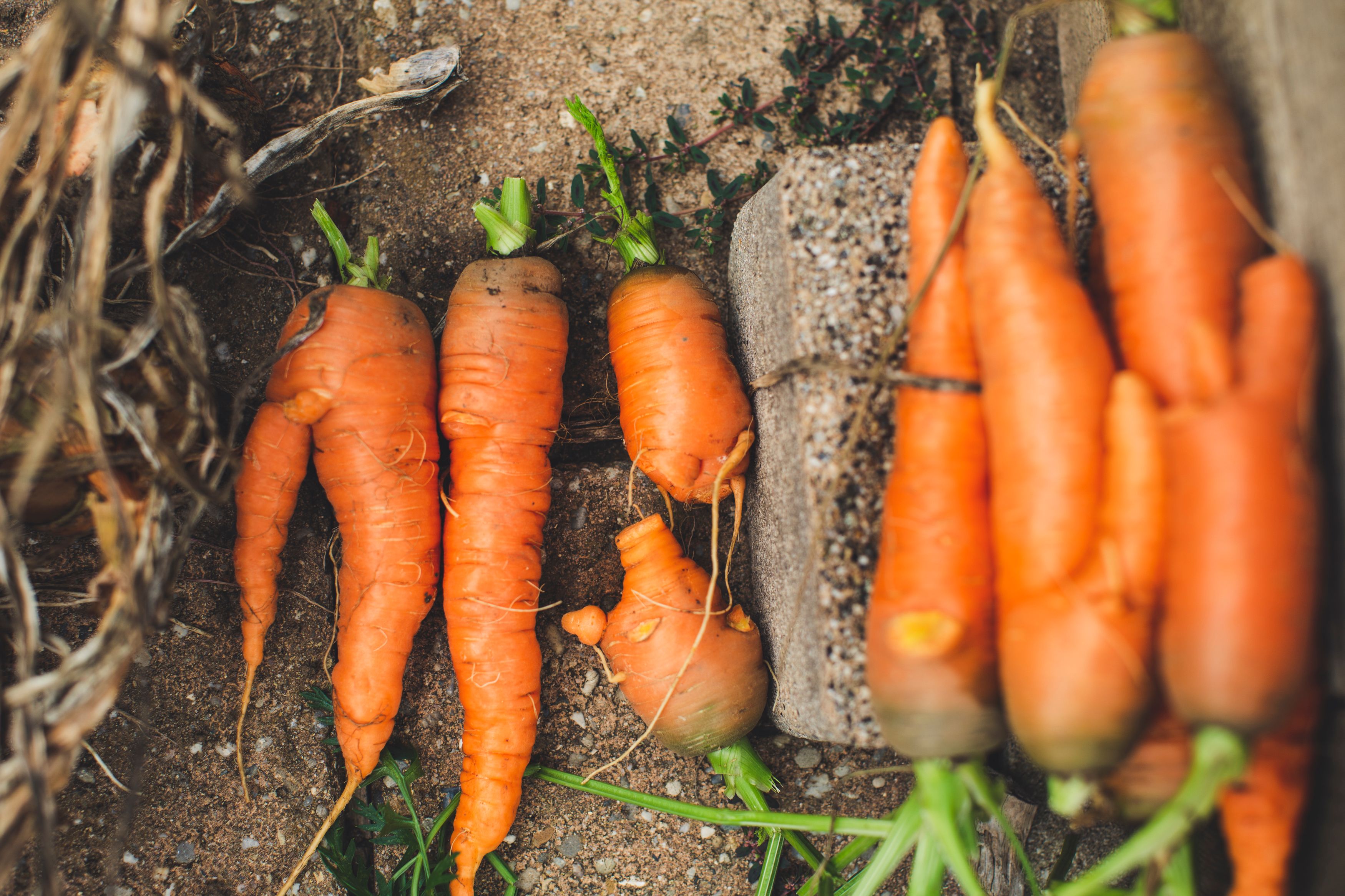 Zanahorias torcidas: ¿por qué salen deformes y cómo evitarlo?