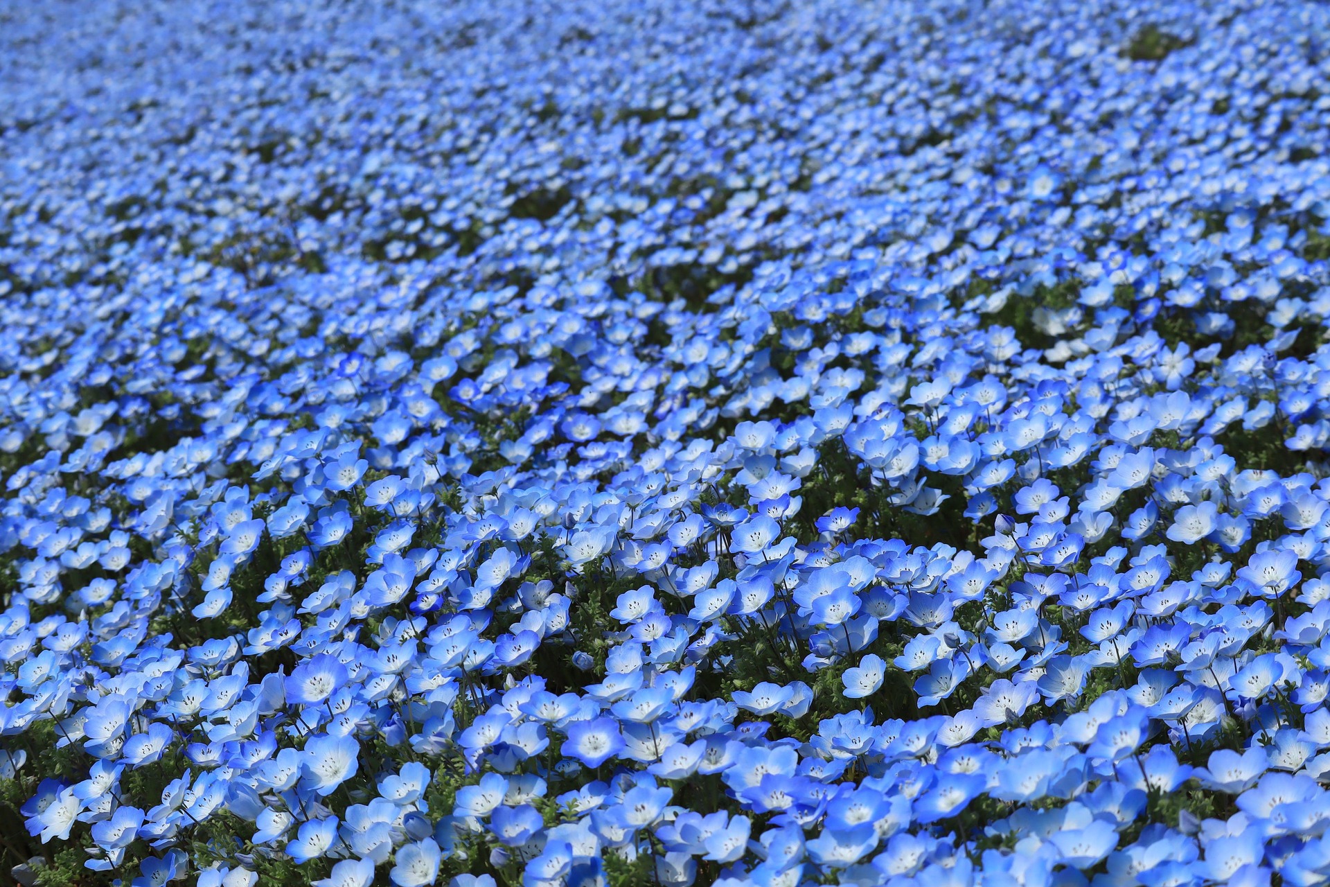 Durante la primavera en Japón, las colinas del Hitachi Seaside Park se cubren con millones de flores de nemophila, también conocidas como “baby blue eyes”, creando un impresionante tapiz azul que parece fundirse con el cielo y el horizonte del mar. Estas pequeñas plantas, que apenas alcanzan los 20 centímetros de altura, florecen especialmente entre mediados y finales de abril, ofreciendo un espectáculo visual único en el que desaparecen los límites entre la tierra y el cielo y que, por su belleza efímera, atrae cada año a miles de visitantes.
