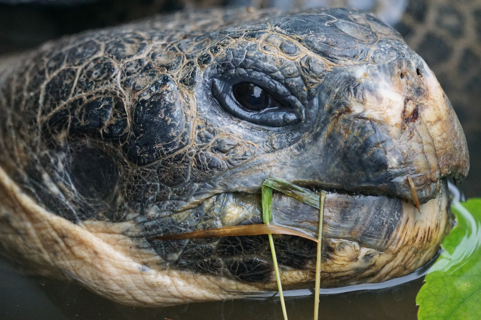En Islas Galápagos el científico inglés Charles Darwin desarrolló ideas sobre la selección natural de las especies.