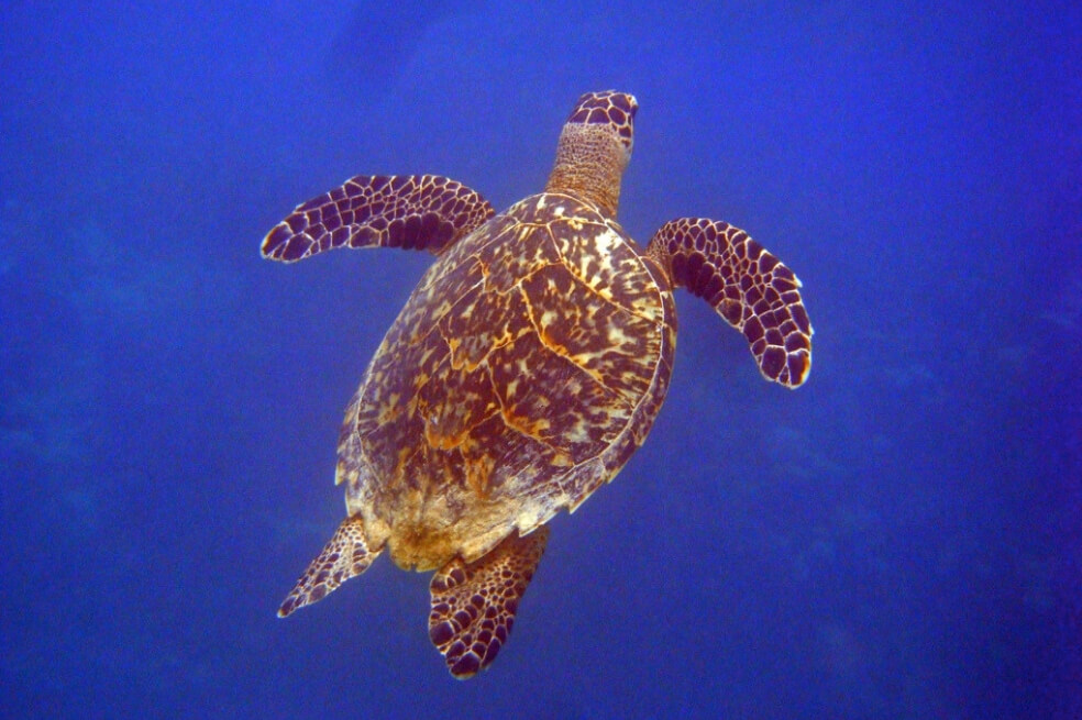 La campaña que intenta salvar a la tortuga carey de la extinción