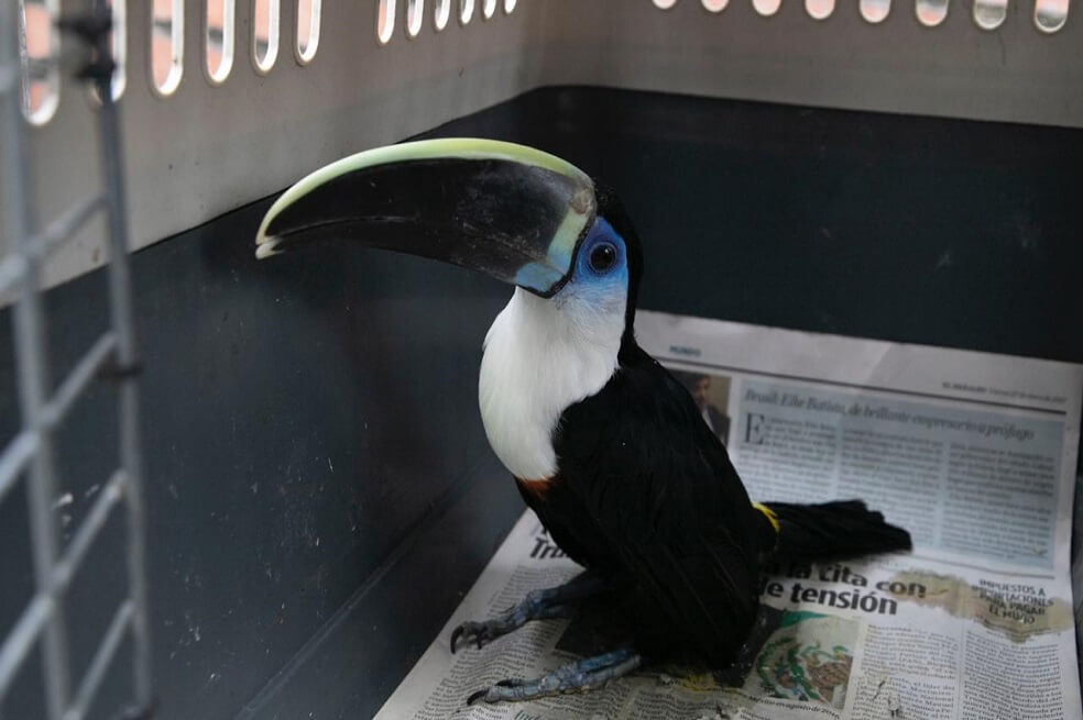 Incautan siete aves silvestres que tenían como mascotas en medio de la cuarentena en Bogotá