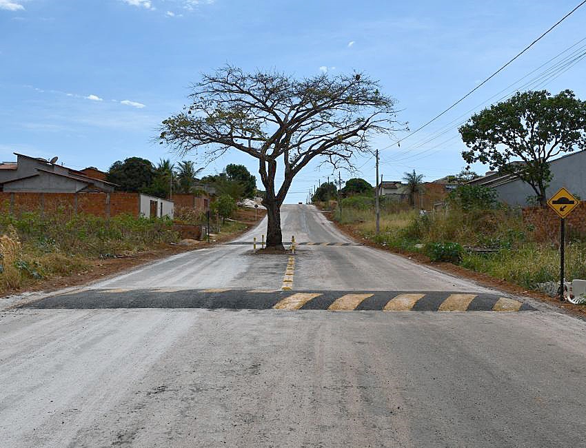 El árbol que permanece en pie en una avenida en Brasil gracias a la presión ciudadana