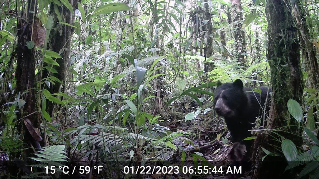 En video: avistan familia de osos de anteojos en Tolima