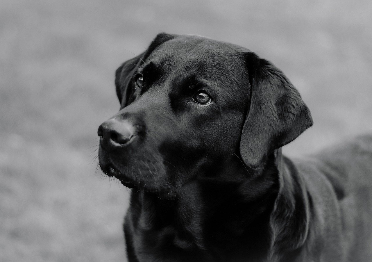 La mutación genética relacionada con la obesidad en los perros labradores