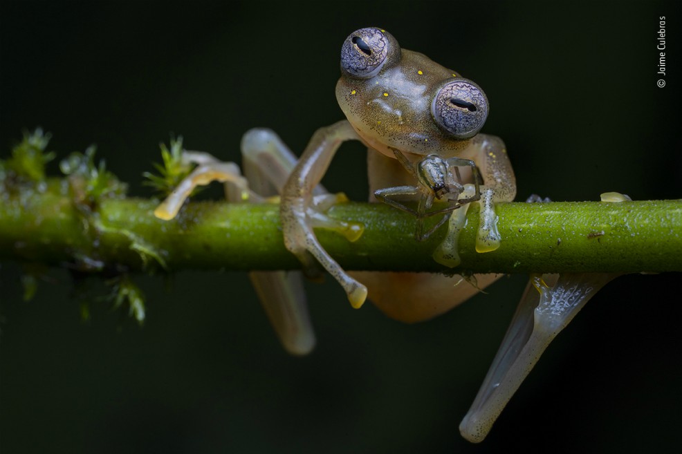 “Life in the Balance”, fotografía ganadora en la categoría de Comportamiento: Anfibios y Reptiles
