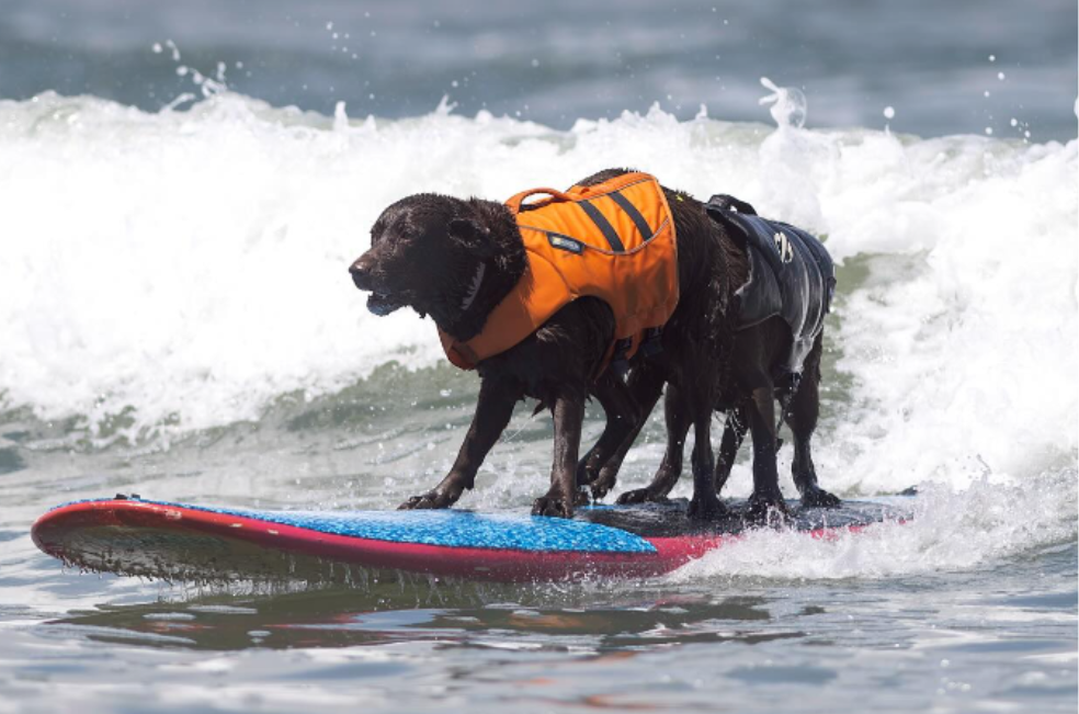 Conozca a Koa: la perrita que venció el cáncer y se coronó como campeona de surf