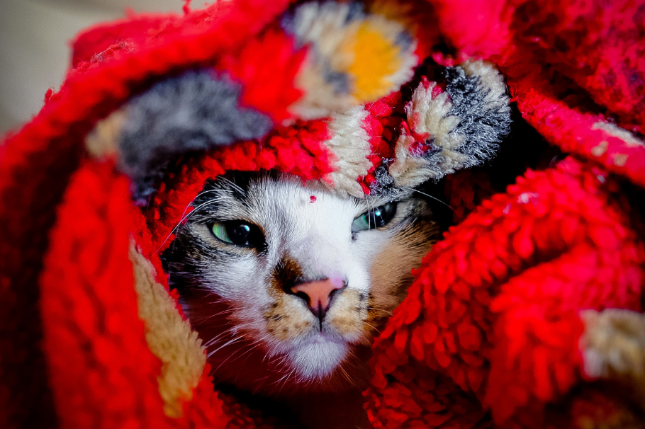 Cuidado con tus gatos en Navidad: esta planta es tóxica para tus peludos