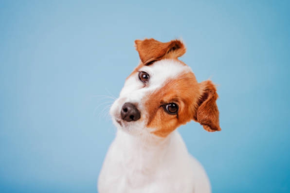 Cuatro errores comunes en nutrición y salud oral en las mascotas