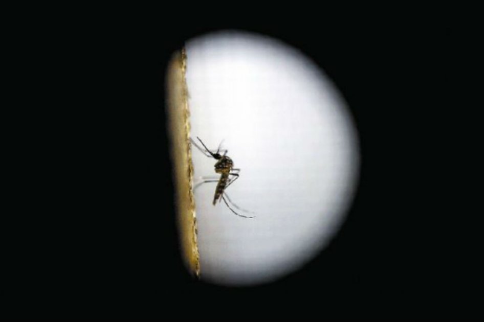 Estudio en ratones evidencia transmisión del zika de madre a feto