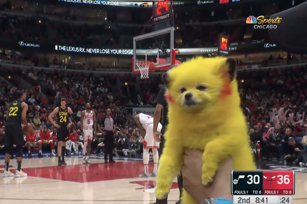 (VIDEO) Multan a dueño por teñir el pelo de su perro como Pikachu en EE. UU.