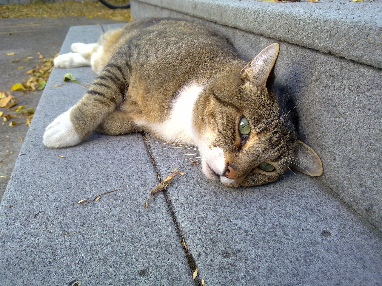 Esto hacen los gatos cuando extrañan a sus dueños