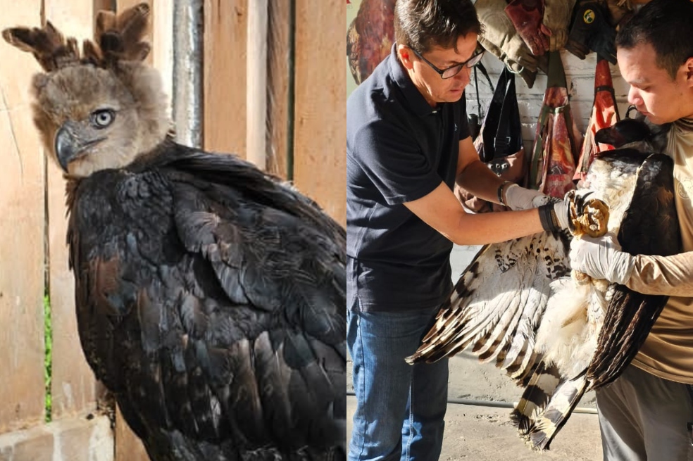 Rescatan en Chocó a águila arpía agredida por cazadores y con heridas en su cuerpo