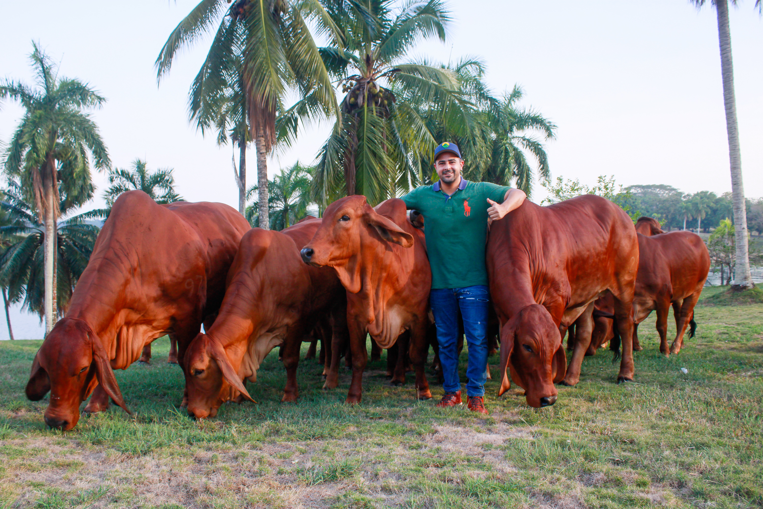 Lanzan plataformas para hacer compraventa de fincas y subastas de animales