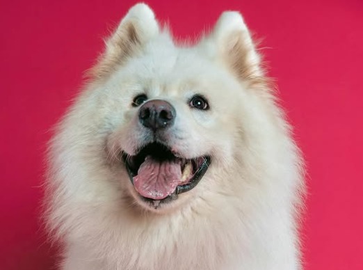 Lo compraron por su belleza y lo abandonaron al crecer: la historia de Roscow