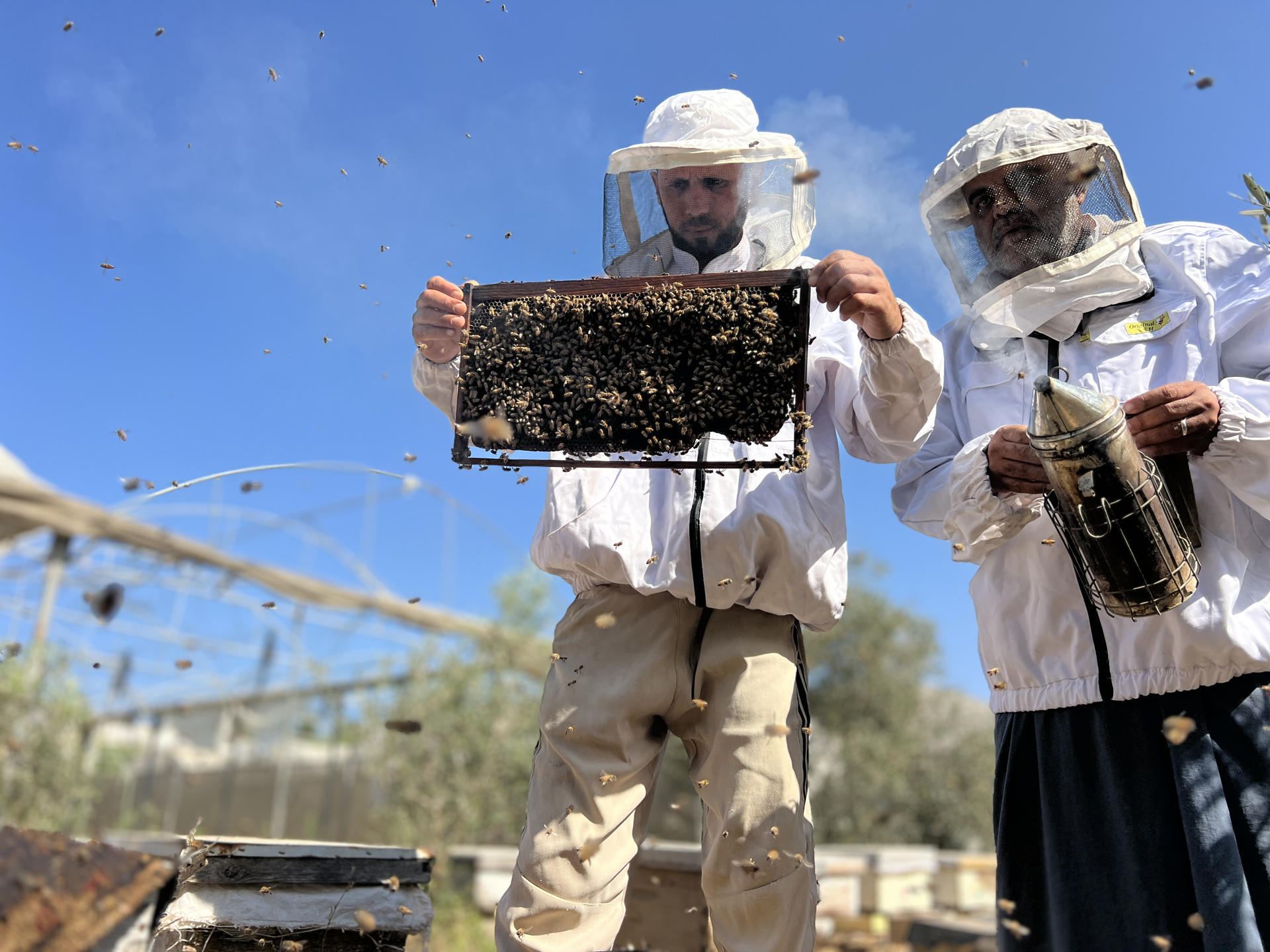 Un apicultor en Gaza lucha para salvar a sus abejas: se fueron por los bombardeos de Israel