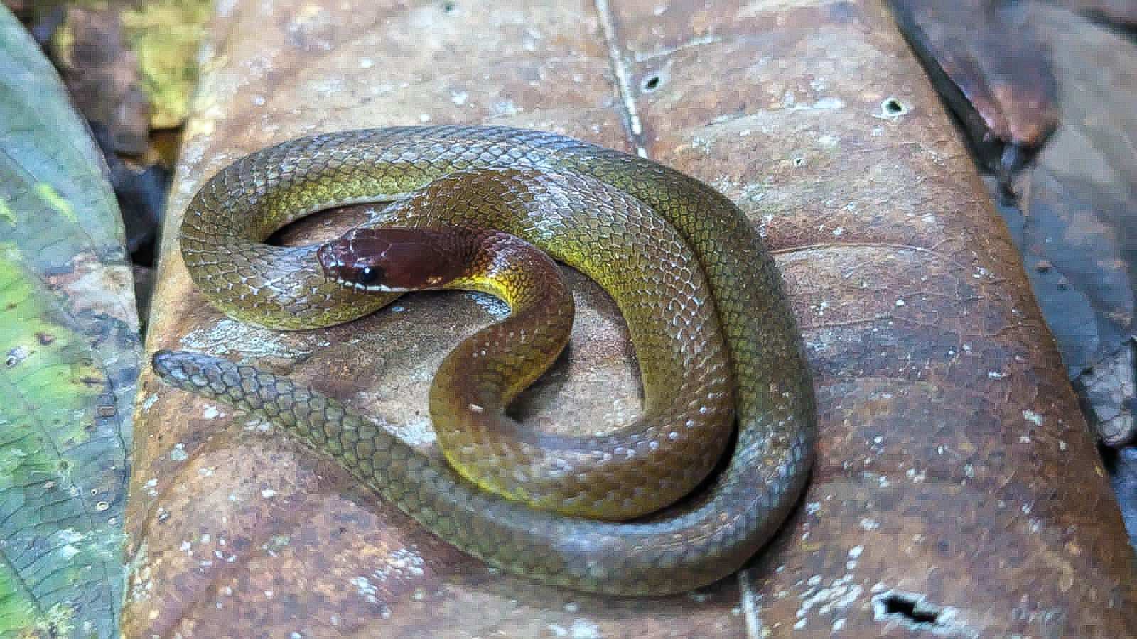 "Urotheca dumerilii", una de las especies registradas en la isla, que había sido reportada solo seis veces en otros puntos del país.