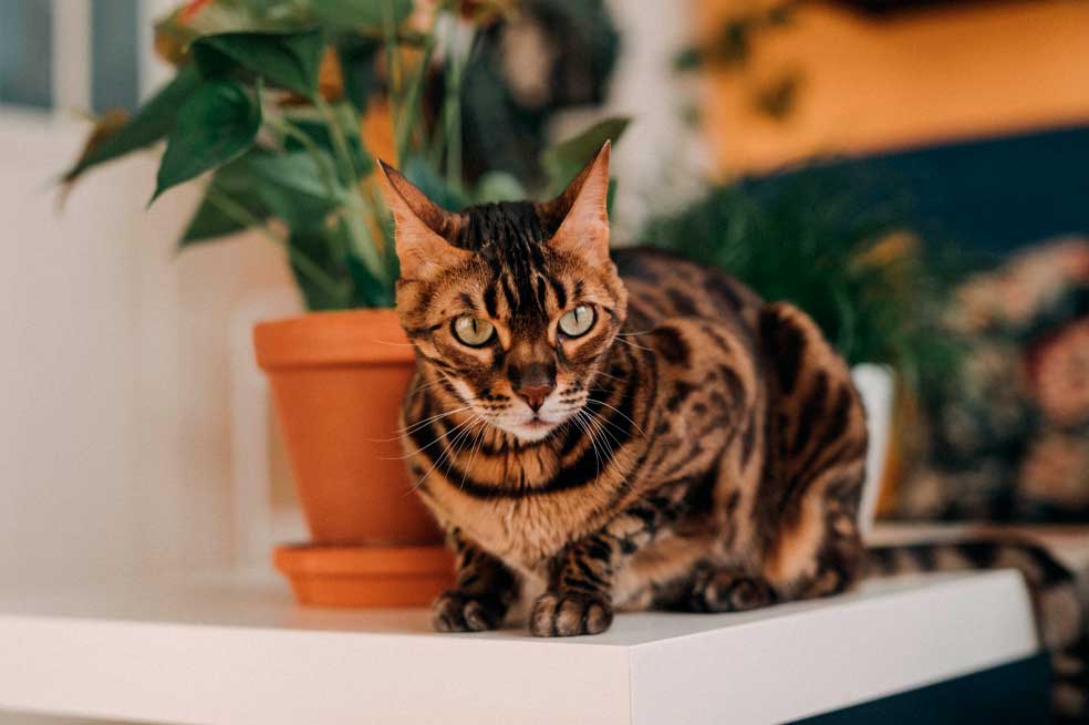 Gato de bengala: Esta raza, que es descrita como un leopardo en miniatura, tiene un precio que depende en gran medida de la calidad de la camada. Su precio puede sobrepasar los $10 millones.