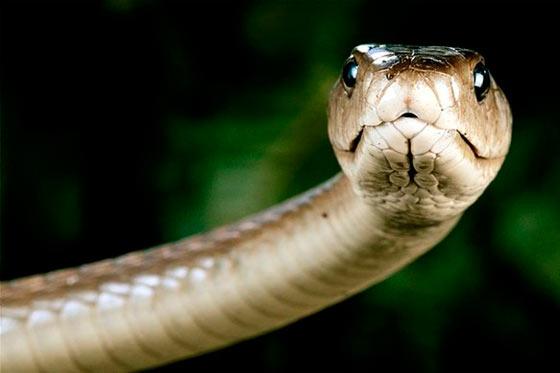 Avión aterriza de emergencia por serpiente que mordió a un pasajero