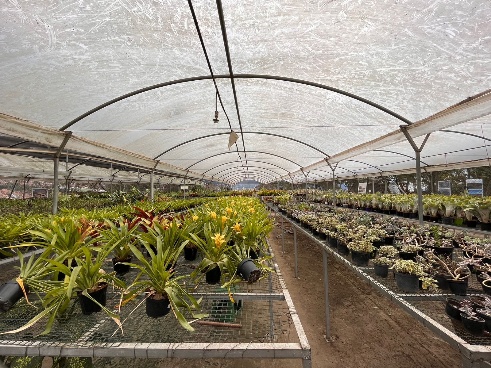 El truco de las plantas para sobrevivir a los días cortos