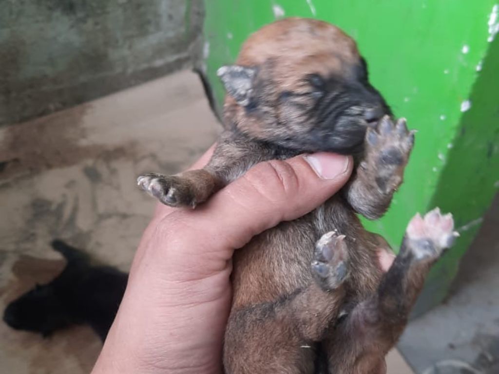 ¡Indignación! Perritos fueron enterrados vivos en una construcción en Huila