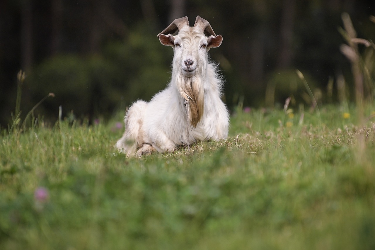 Cabra blanca