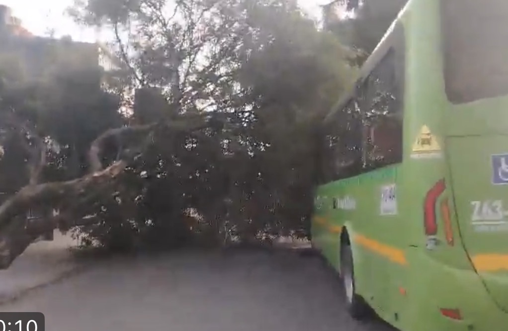 Movilidad hoy, 24 de julio: árbol cae sobre bus zonal en Fontibón