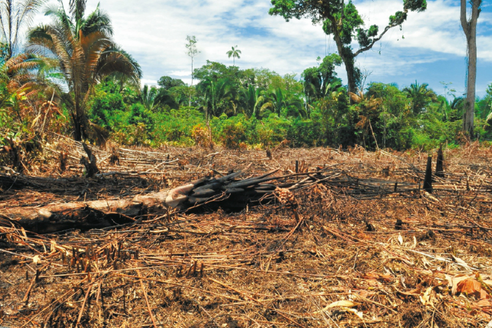 SOS para recuperar el 65 % de los bosques en  Antioquia