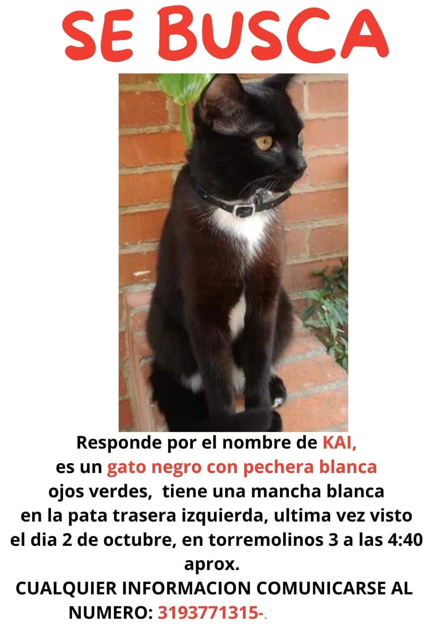 Gallina ganancia Tableta Buscan a Kai: gato perdido en Torremolinos | Noticias hoy | EL ESPECTADOR