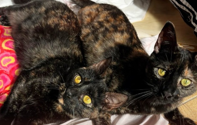 Las devuelven al refugio a menos de 24 horas de ser adoptadas: la insólita razón