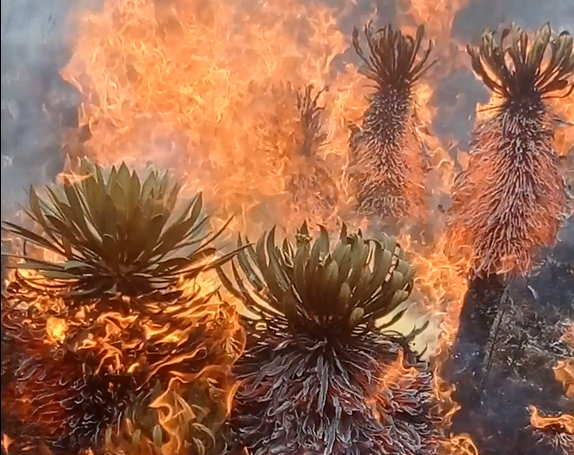 Los páramos de Boyacá están en llamas. Nuevo incendio en Aquitania