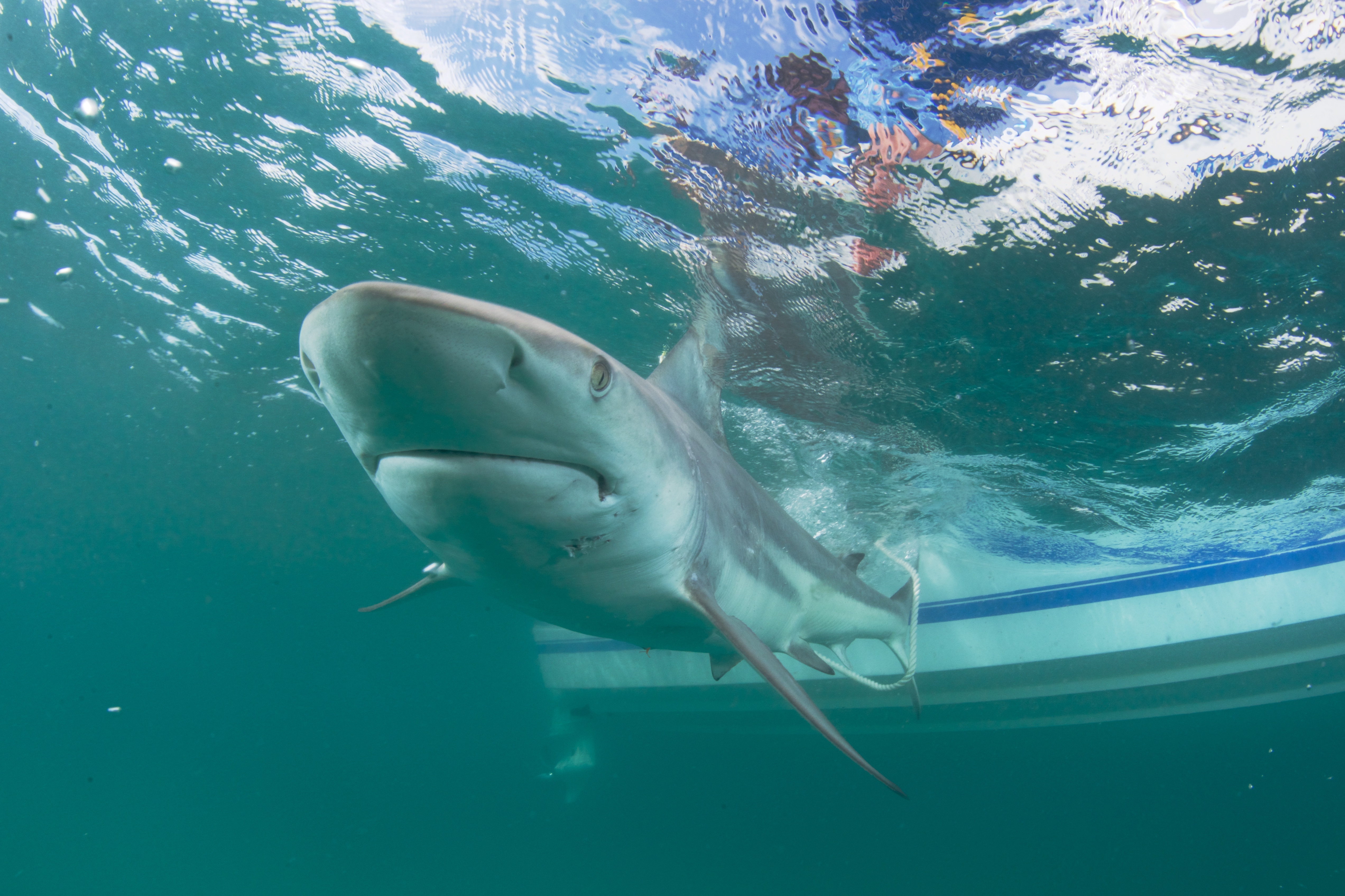 Video: pescador grabó a decenas de tiburones dándose un ‘festín’ con peces pequeños