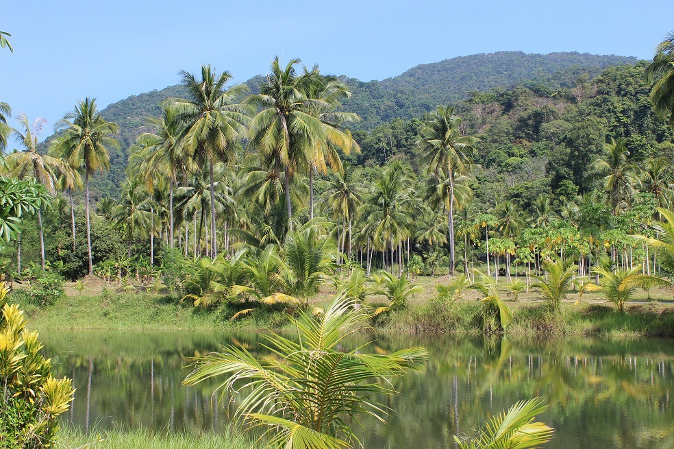 Lanzan iniciativa interreligiosa para la protección de los bosques en Perú