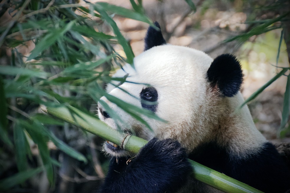 El oso panda ya no es una especie “en peligro”, dice gobierno chino