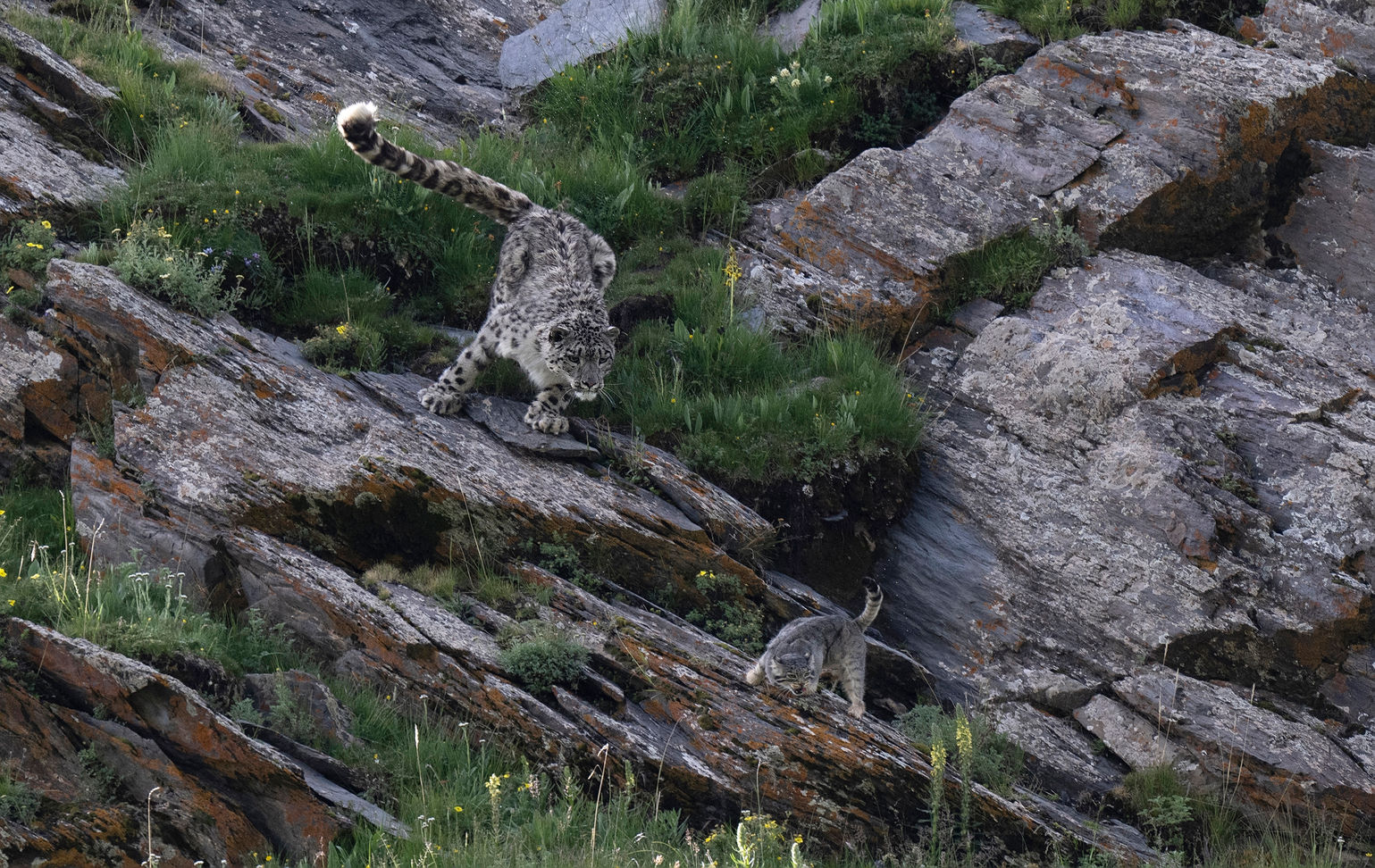En la categoría de ‘Fauna terrestre’ ganó Donglin Zhou. Esta foto muestra a un leopardo de las nieves (Panthera uncia) y un gato de Pallas (Otocolobus manul), ambos enzarzados en una lucha por la supervivencia: uno para alimentarse y el otro para mantenerse con vida. La fotografía se llama ‘Por supervivencia’.