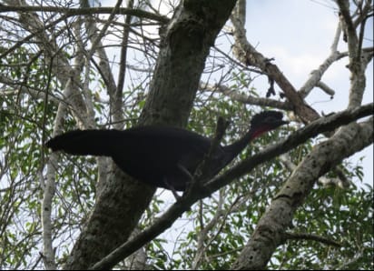 La pava congona.