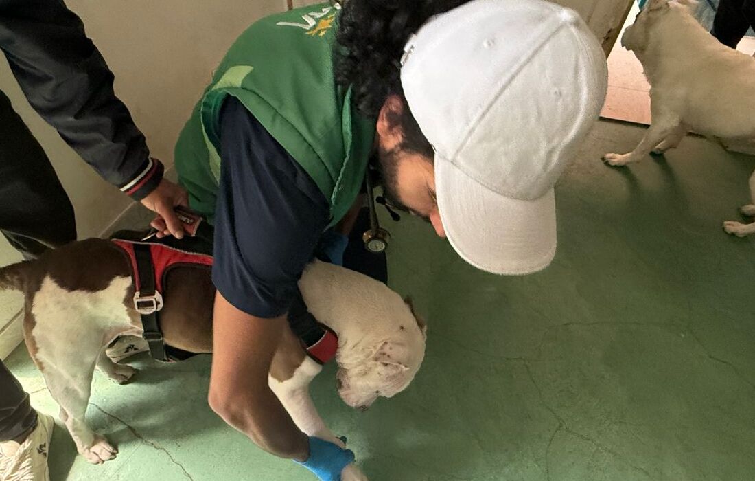 Rescatan dos pitbull en Rafael Uribe Uribe tras denuncias por presunto abuso sexual