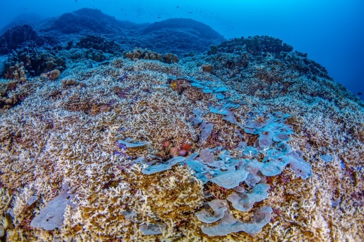 Científicos descubren el coral más grande del mundo: se puede ver desde el espacio