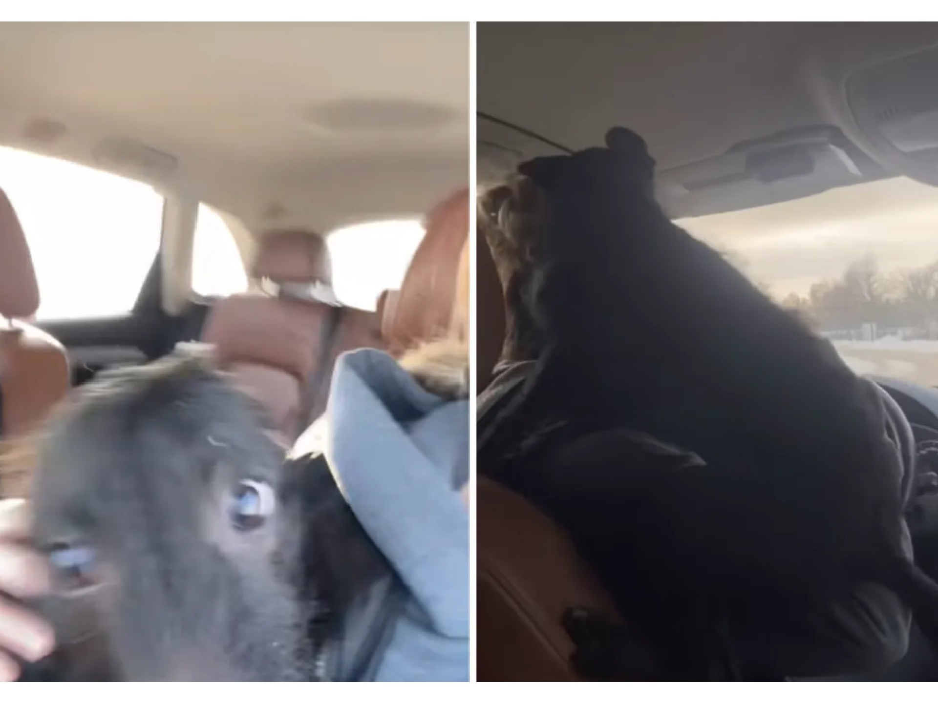 El “perro más hiperactivo del mundo”: accidentado rescate se vuelve viral en redes sociales