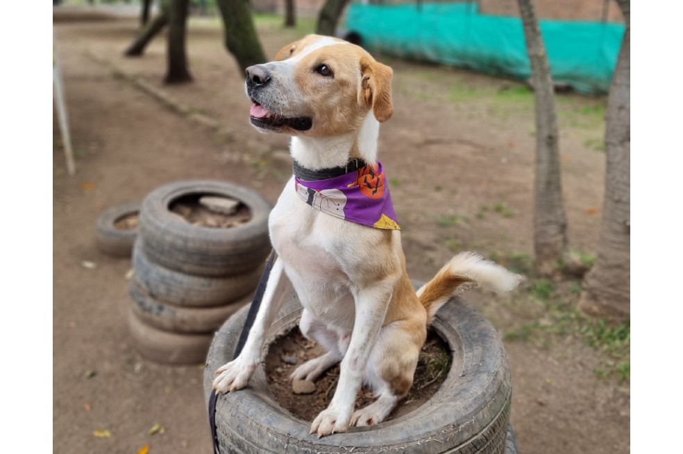 Enzo, un perro rescatado, busca una familia que le brinde el amor que se merece