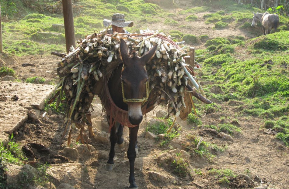Familias que mejoran su calidad de vida al cuidar ecosistemas
